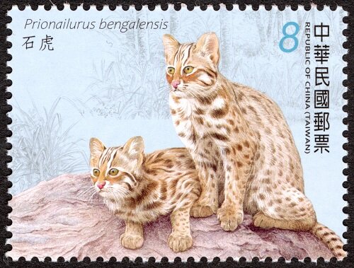 Leopard Cat (Prionailurus bengalensis)