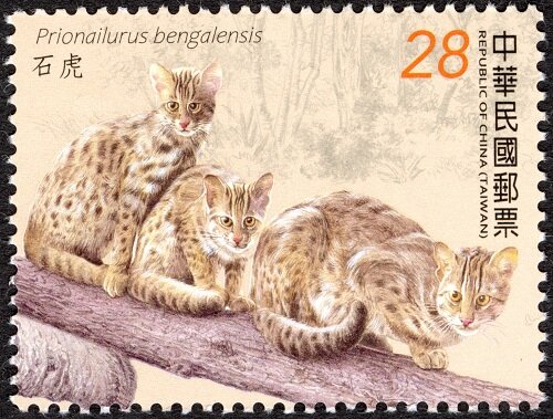 Leopard Cat (Prionailurus bengalensis)