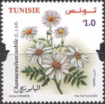 Camomile (Chamaemelum nobile)