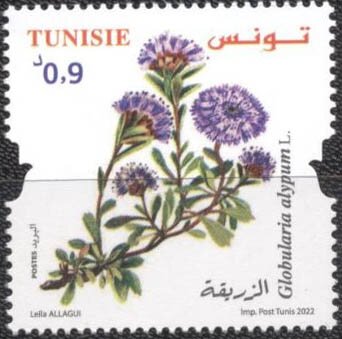 Globularia alypum