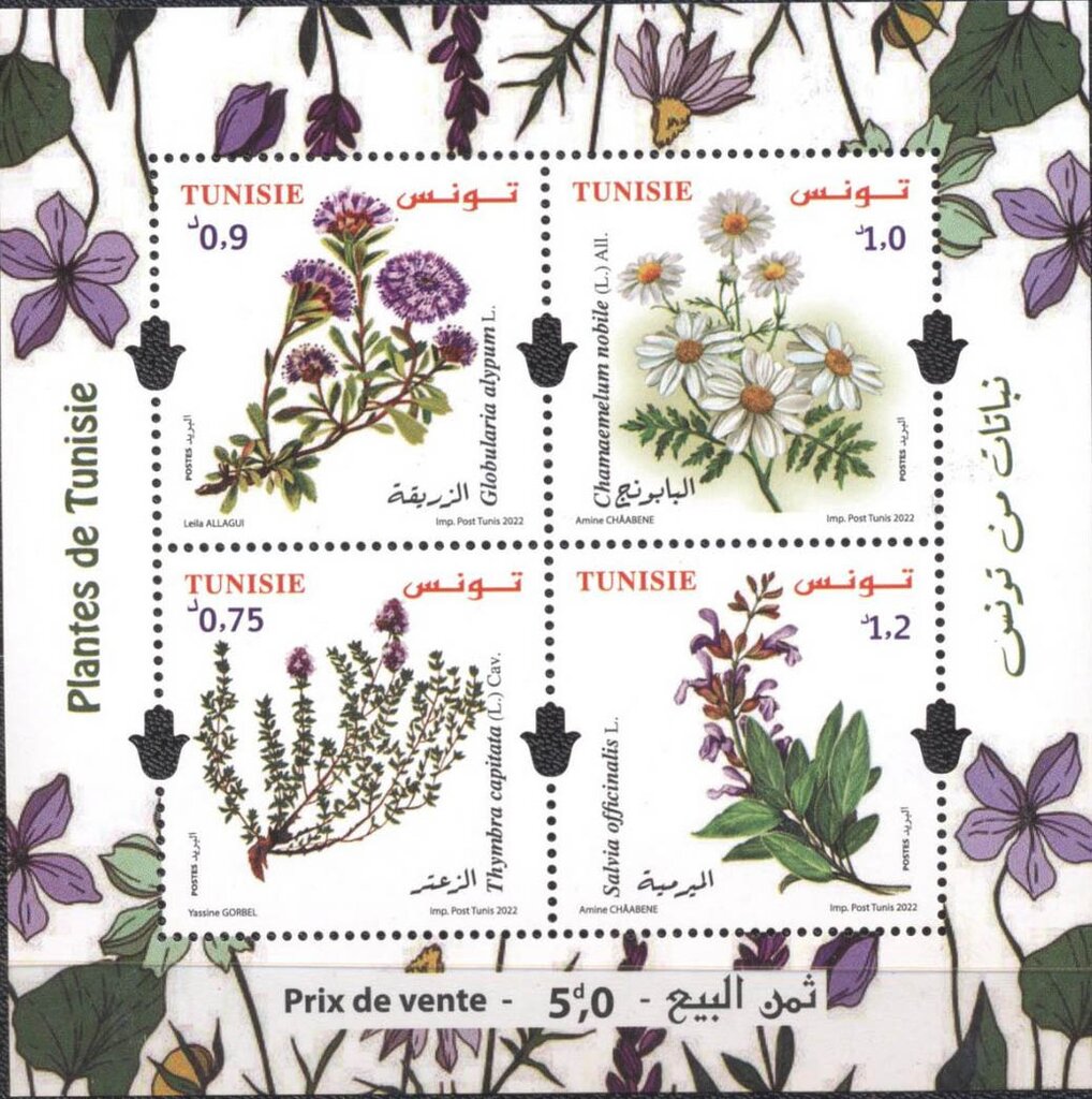 Sage (Salvia officinalis)