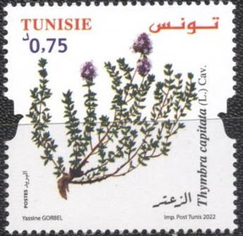 Thyme (Thymbra capitata)