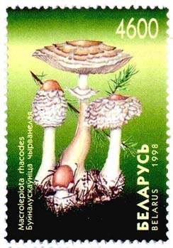Stamp Mushrooms – Macrolepiota rhacodes 