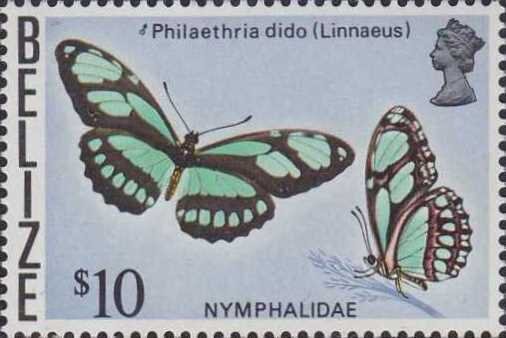 Dido Longwing (Philaethria dido)