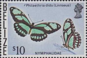 Stamp, Dido Longwing (Philaethria dido), Belize,  , Animals (Fauna), Butterflies, Insects