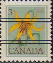 Canada Lily (Lilium canadense)