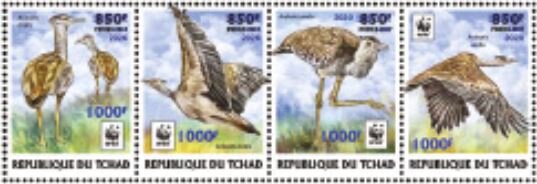 Arabian Bustard (Ardeotis arabs) - Light Blue Overprint