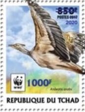 Arabian Bustard (Ardeotis arabs) - Light Blue Overprint