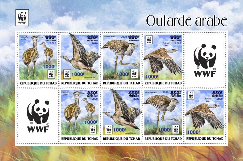 Arabian Bustard (Ardeotis arabs) - Light Blue Overprint