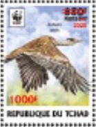 Arabian Bustard (Ardeotis arabs) - Red Overprint