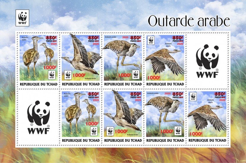 Arabian Bustard (Ardeotis arabs) - Red Overprint