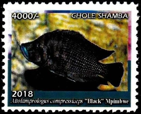 Black Mpimbwe (Altolamprologus compressiceps)