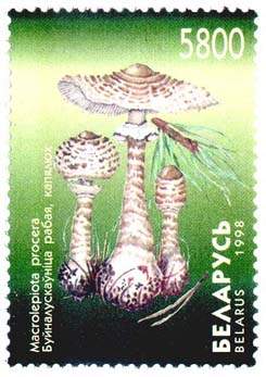 Stamp Mushrooms – Macrolepiota procera
