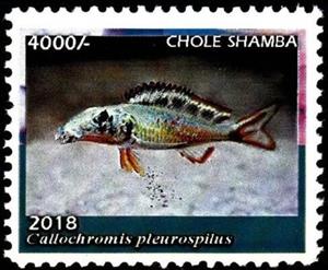 Stamp, Callochromis pleurospilus, Cinderellas,  , Animals (Fauna), Fishes, Sea Life