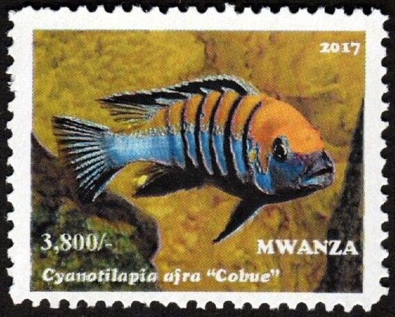 Cynotilapia afra "Cobue"