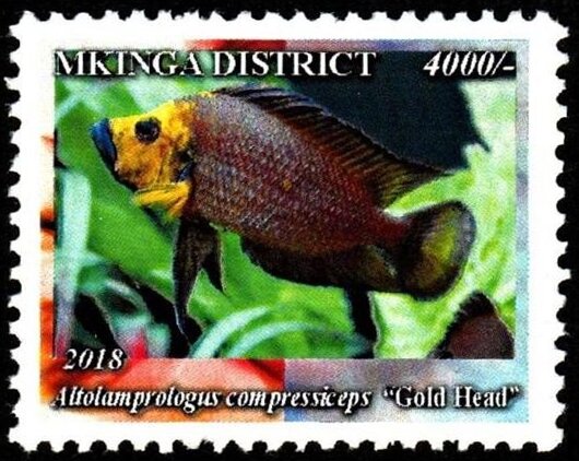 Gold Head (Altolamprologus compressiceps)