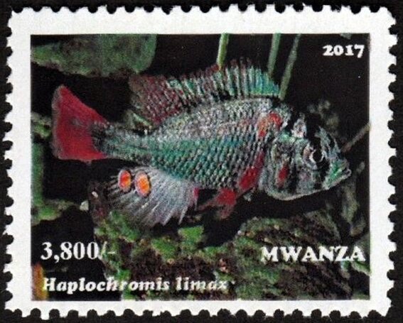 Haplochromis limax