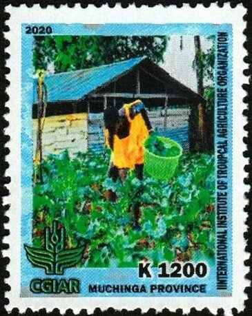 International Institute of Tropical Agriculture Organization