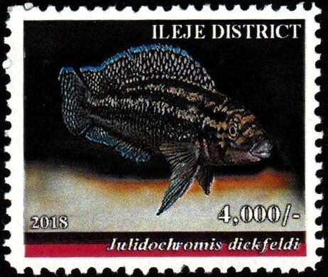 Julidochromis dickfeldi