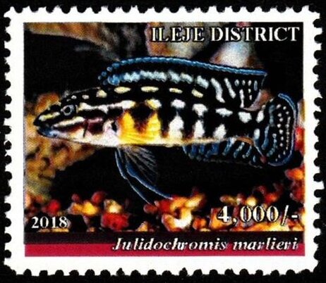 Julidochromis marlieri