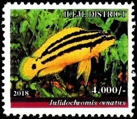 Julidochromis ornatus