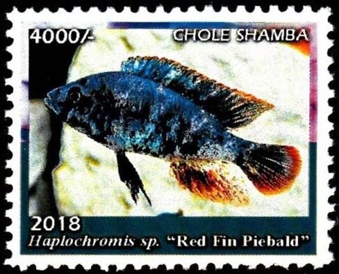 Red fin piebald (Haplochromis sp.)