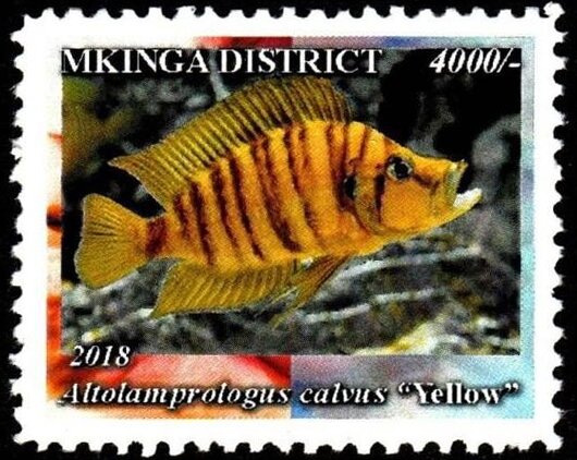 Yellow (Altolamprologus calvus)