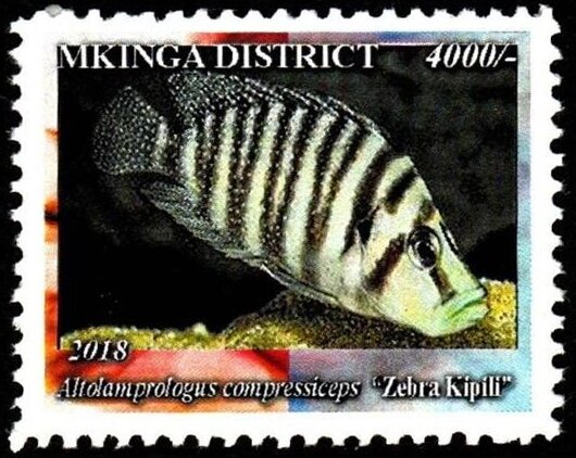 Zebra Kipili (Altolamprologus compressiceps)