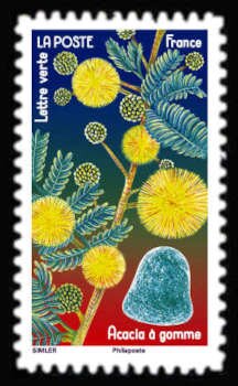 Acacia Flower and Gumdrop
