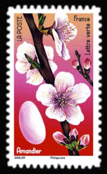 Almond Flower and Almond Dragée