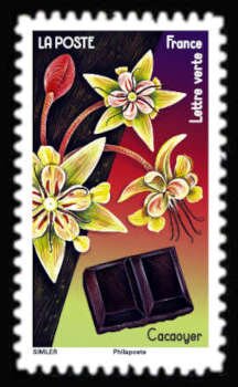 Cacao Flower and Chocolate