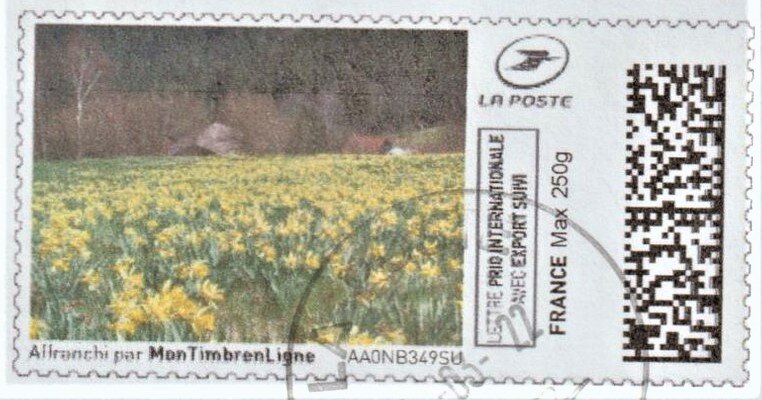 Field of Golden Daffodils