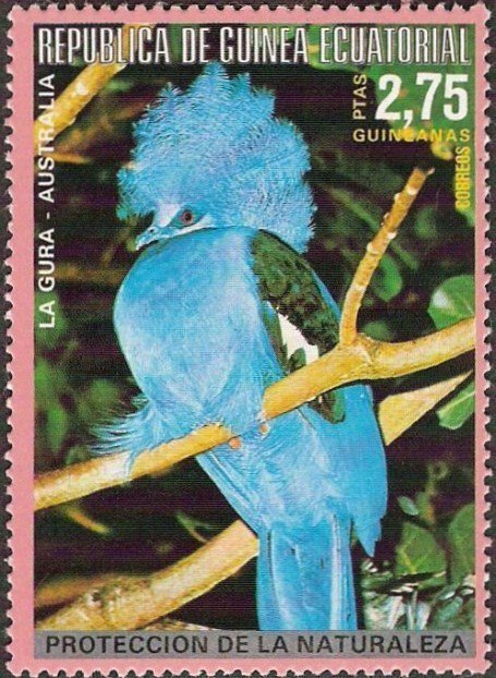 Victoria Crowned Pigeon (Goura victoria)