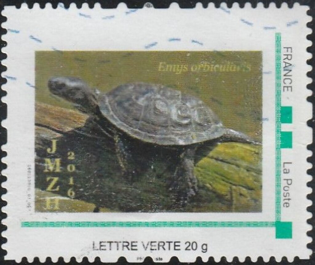 JMZH Emys orbiqularis Turtle/Tortoise