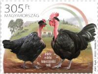 Black Transylvanian Naked-Neck Chicken