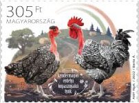 Speckled Transylvanian Naked-Neck Chicken