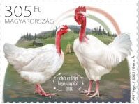 White Transylvanian Naked-Neck Chicken