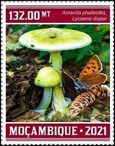 Amanita phalloides/Lycaena dispar