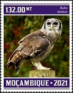 Bubo lacteus