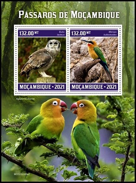 Bubo lacteus/Merops bullockoides