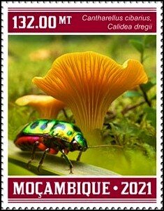 Stamp, Cantharellus cibarius/Calidea dregii, Mozambique,  , Mushrooms, Plants (Flora)