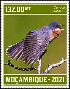 Curruca cantillans