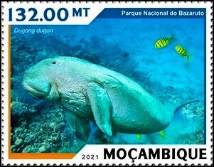 Dugong dugon