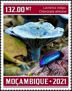 Lactarius indigo/Chlorocala africana