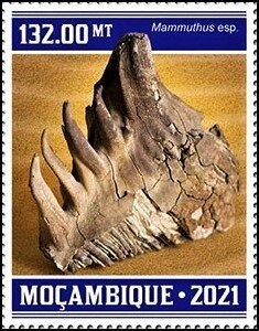 Mammuthus sp.