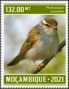 Phylloscopus coronatus