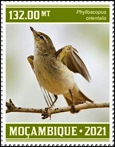 Phylloscopus orientalis