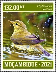 Stamp, Phylloscopus trochilus, Mozambique,  , Animals (Fauna), Birds