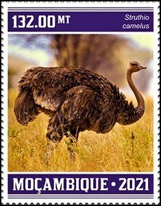 Struthio camelus