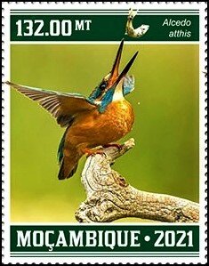 The Kingfisher (Alcedo atthis)